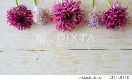 Natural floral decoration: soft pink and white Scabiosa 123319558