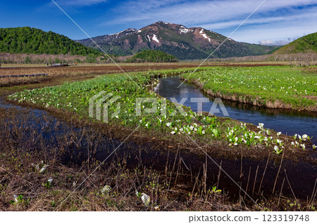 初夏的尾瀨之原，臭菘盛開，止佛山白雪皚皚 123319748