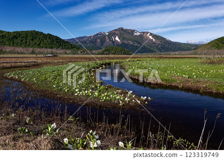 Ozegahara in early summer with skunk cabbage blooming and snow on Mt. Shibutsu 123319749