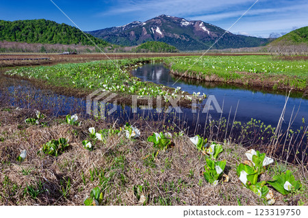 Ozegahara in early summer with skunk cabbage blooming and snow on Mt. Shibutsu 123319750