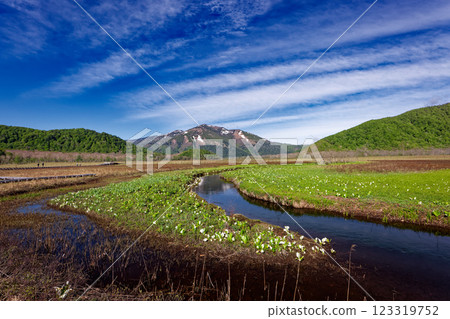 初夏的尾瀨之原,臭菘盛開,止佛山白雪皚皚 初夏的尾瀨之原,臭菘盛開,止佛山白雪皚皚 123319752