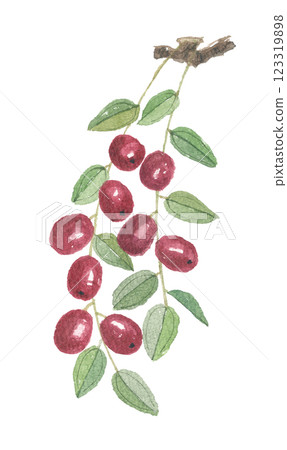 Watercolor painted jujube 123319898