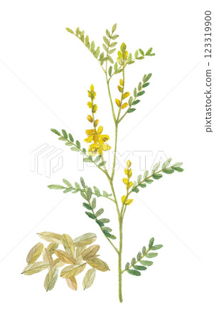 用水彩畫的番瀉葉和花朵 用水彩畫的番瀉葉和花朵 123319900