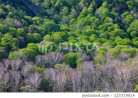初夏從尾瀨之原望去的翠綠山腰 123319914