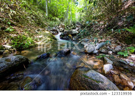 Fresh greenery in the Oze mountain stream near Sanpei Pass 123319936