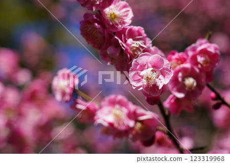 梅花〜橫濱公園〜 123319968