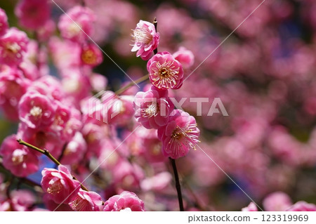 梅花〜橫濱公園〜 123319969