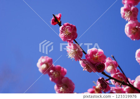 梅花〜橫濱公園〜 梅花〜橫濱公園〜 123319976