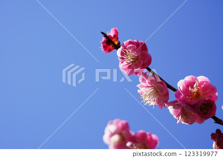 梅花〜橫濱公園〜 123319977