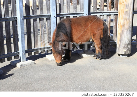 Itabashi City Children's Zoo (in Higashi Itabashi Park) Pony 123320267