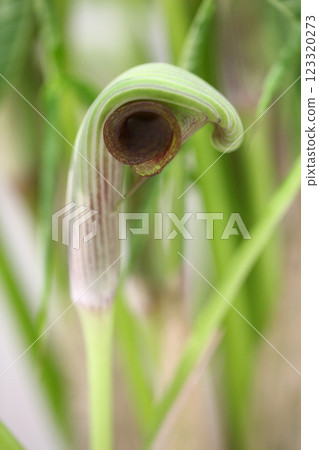 Musashi-gumi's flower 123320273