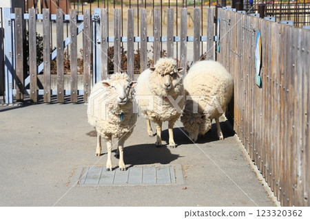 Itabashi City Children's Zoo (in Higashi Itabashi Park) Sheep Itabashi City Children's Zoo (in Higashi Itabashi Park) Sheep 123320362