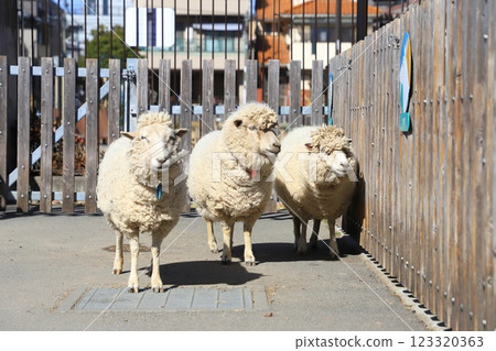 Itabashi City Children's Zoo (in Higashi Itabashi Park) Sheep 123320363