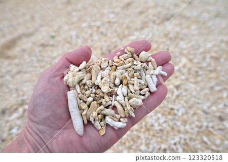 <Okinawa Prefecture> Pieces of coral found on a beach in Okinawa <Okinawa Prefecture> Pieces of coral found on a beach in Okinawa 123320518