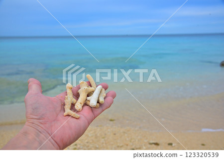 <沖繩縣>在沖繩海灘發現的珊瑚碎片 <沖繩縣>在沖繩海灘發現的珊瑚碎片 123320539