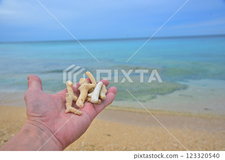 <沖繩縣>在沖繩海灘發現的珊瑚碎片 <沖繩縣>在沖繩海灘發現的珊瑚碎片 123320540
