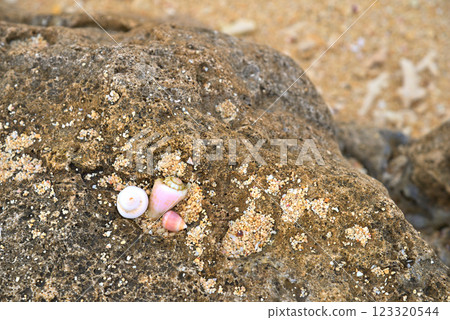 <Okinawa Prefecture> Pieces of coral found on a beach in Okinawa 123320544