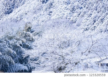Snow-covered trees 123320559