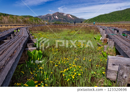 Snow-covered Mt. Shibutsu seen from Ozegahara in early summer when marsh marigolds bloom 123320696