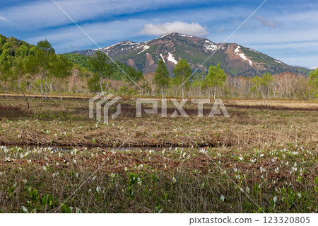 Snow-covered Mt. Shibutsu seen from Ozegahara near Ryugu, where skunk cabbage blooms Snow-covered Mt. Shibutsu seen from Ozegahara near Ryugu, where skunk cabbage blooms 123320805