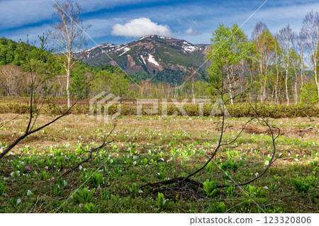 從龍宮附近的尾瀨之原望去，澀佛山仍積雪，這裡盛開著臭菘 123320806