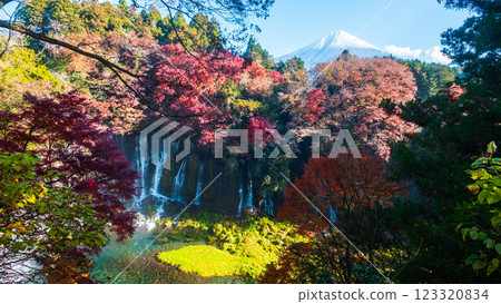 Shiraito Falls and Mt. Fuji (Autumn) 123320834