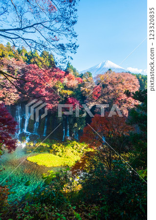 Shiraito Falls and Mt. Fuji (Autumn) Shiraito Falls and Mt. Fuji (Autumn) 123320835
