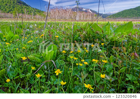 Snow-covered Mt. Shibutsu seen from Ozegahara near Ryugujo, where marsh marigolds bloom 123320846
