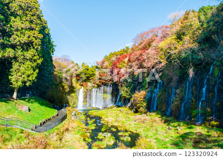 Shiraito Falls (Autumn) [Fujinomiya City] 123320924
