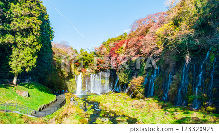 Shiraito Falls (Autumn) [Fujinomiya City] 123320925