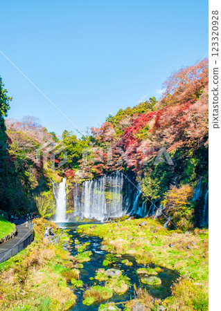 白絲瀑布（秋季）[富士宮市] 123320928