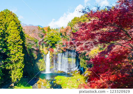 Shiraito Falls (Autumn) [Fujinomiya City] 123320929