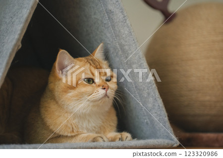 pet care concept with british cat relax and sleep in living room pet care concept with british cat relax and sleep in living room 123320986