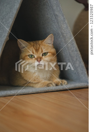 pet care concept with british cat relax and sleep in living room pet care concept with british cat relax and sleep in living room 123320987