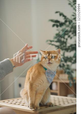 pet care concept with british cat relax and eat food in living room 123320994