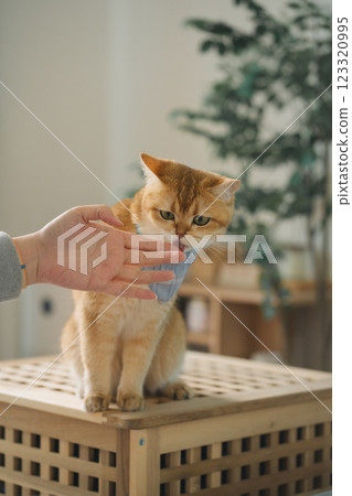 pet care concept with british cat relax and eat food in living room 123320995