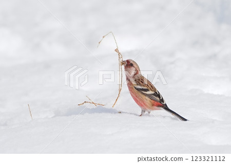A red finch searching for food on the snow surface A red finch searching for food on the snow surface 123321112