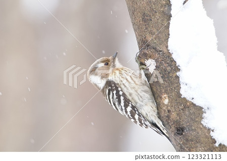 Japanese pygmy woodpecker I met in a winter satoyama Japanese pygmy woodpecker I met in a winter satoyama 123321113