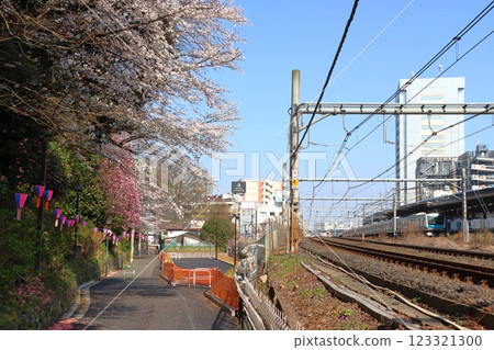 Asukayama Park: Cherry blossom trees along the Asuka Path (Oji, Kita-ku, Tokyo) Asukayama Park: Cherry blossom trees along the Asuka Path (Oji, Kita-ku, Tokyo) 123321300