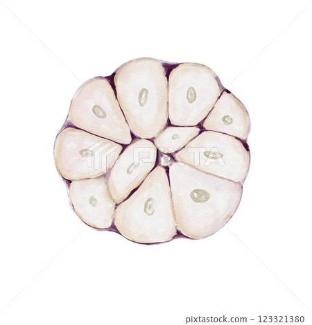 half garlic. the vegetable is cut in half. garlic cloves. seasoning and spice for food. ideal for pilaf. Watercolor illustration isolated from background. For restaurant menus, packaging and recipes.  123321380