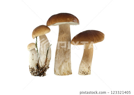 Fresh penny bun mushrooms on a white background presented in a group 123321405