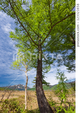 尾瀨之原、見晴的落葉松新綠與止佛山的殘雪 123321658
