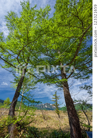尾瀨之原、見晴的落葉松新綠與止佛山的殘雪 123321659