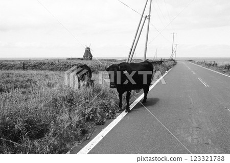 Cows walking along the roadside, Hokkaido, Wakkanai, Soya Misaki Ranch, black and white image 123321788