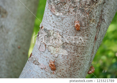 Cicada shell 123321789