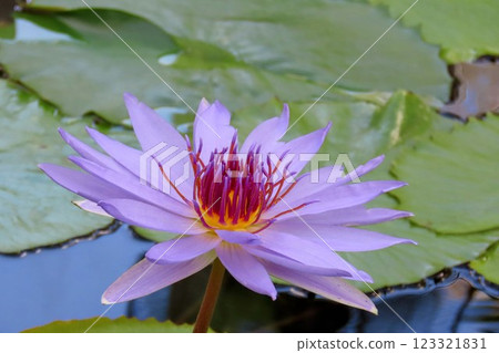 廣島植物園的熱帶睡蓮 123321831