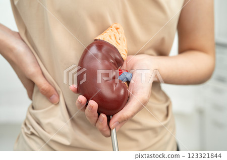 Chronic kidney disease, Asian woman with model for treatment urinary system, urology, Estimated glomerular filtration rate eGFR. Chronic kidney disease, Asian woman with model for treatment urinary system, urology, Estimated glomerular filtration rate eGFR. 123321844