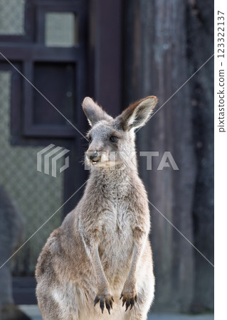 Kanazawa Natural Zoo Kangaroo Kanazawa Natural Zoo Kangaroo 123322137