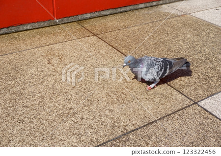 鴿子在鵝卵石上行走 123322456