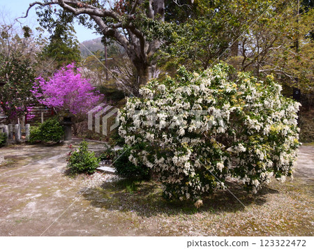 Manshuin Temple, Bentendo (Benzaiten) - Azalea and Asarum Manshuin Temple, Bentendo (Benzaiten) - Azalea and Asarum 123322472